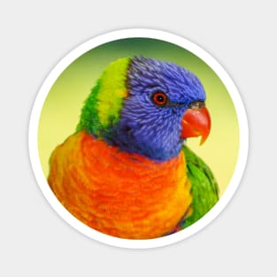 Rainbow Lorikeet Magnet